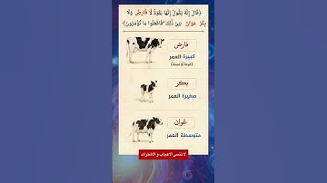 معنى "فارض" و"بكر" و"عوان" في سورة البقرة؟ #اكسبلور #لايك #معلومات #news #ترند #new #هل_تعلم