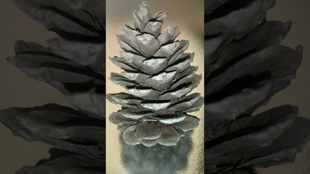 Χρήσεις του κουκουναριού ως προσάναμμα σε μια κατάσταση επιβίωσης. (μέρος πρώτο)