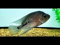 Flowerhorn x texas hybrid 