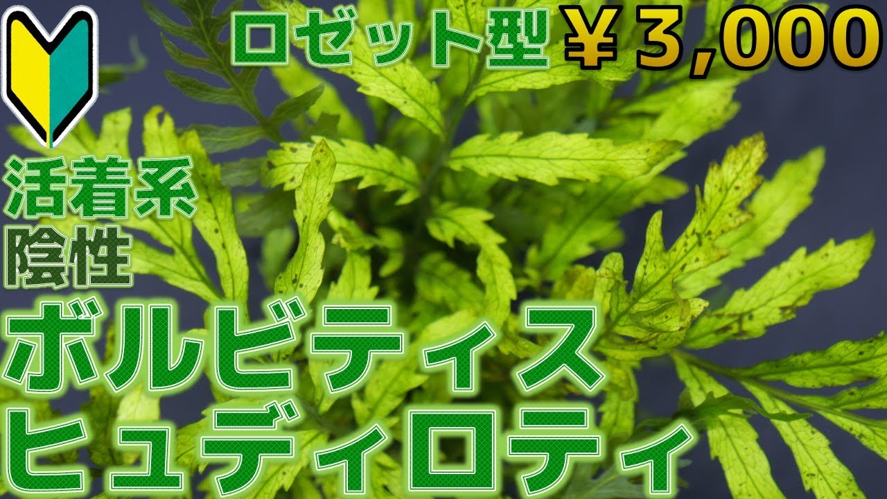 水草紹介】暗い場所でもヘッチャラ！ザ・シダ植物。ボルビティス 