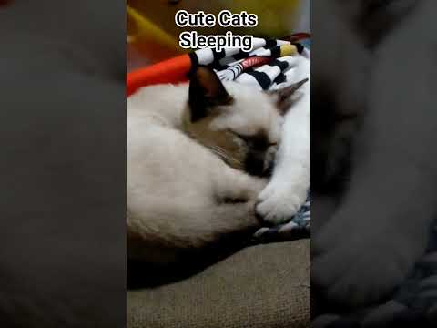 Cats Sleeping Tight #catsleeping #catlovers