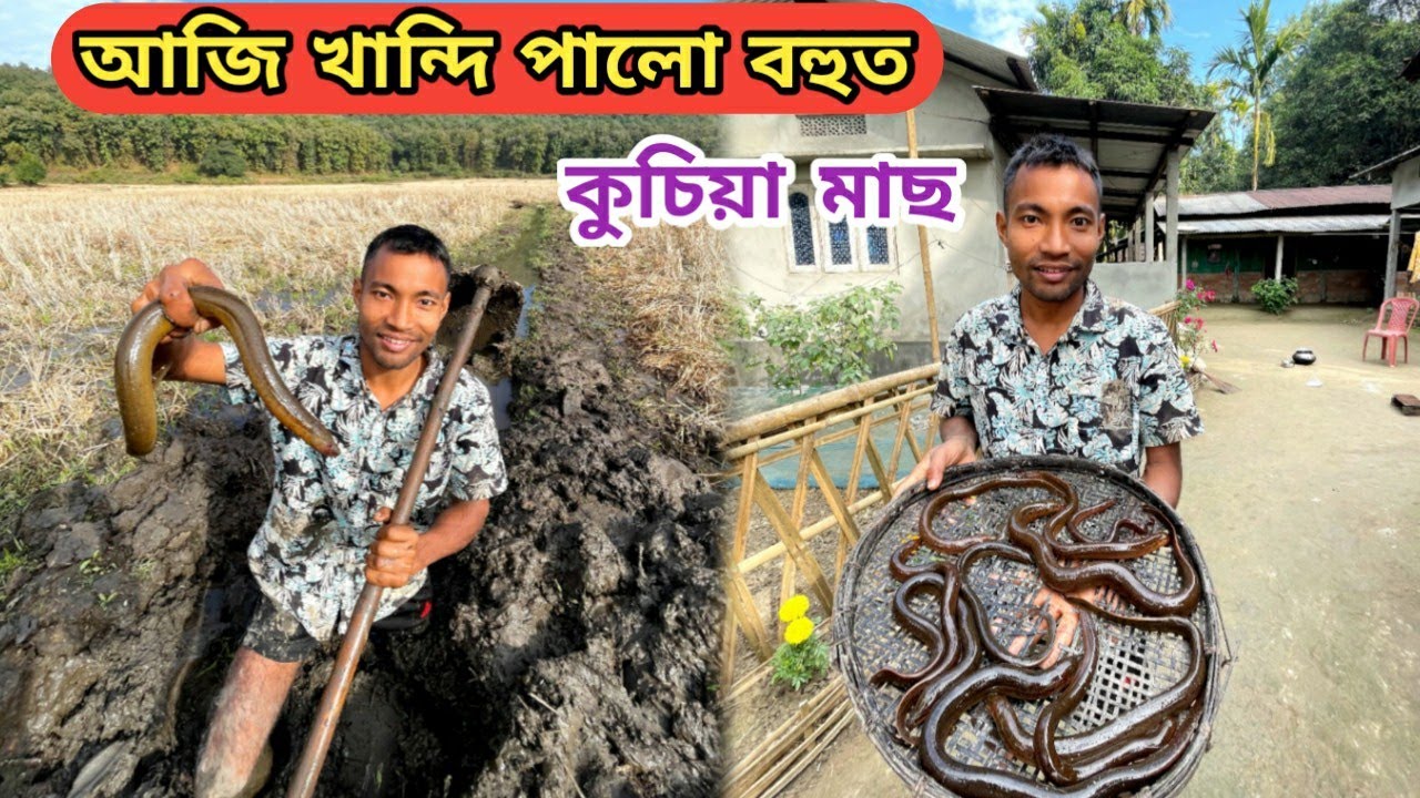 আজি খান্দি পালো বহুত কুচিয়া মাছ !!