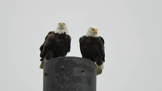 12/13/18 Bald Eagle Pair @ Riverbend Site by Kent Wa 0583-120