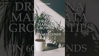 Dracaena Marginata Growth Tips #dracaena #plants #houseplants #homedecor