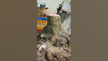 Phá thế lùn lực, táng đầu đinh #mnmv #mnmvbs