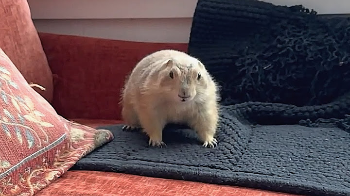Prairie dogs are considered pests. I took one home.