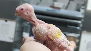 Kuşlar Salmada İyi̇ce Coştular😱Yumurtlamalarini Durduramadik😰