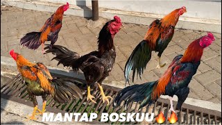 Gawok Gatak Sukoharjo Chicken Market is fully stocked, featuring stunning BK Pakhoy 🤩