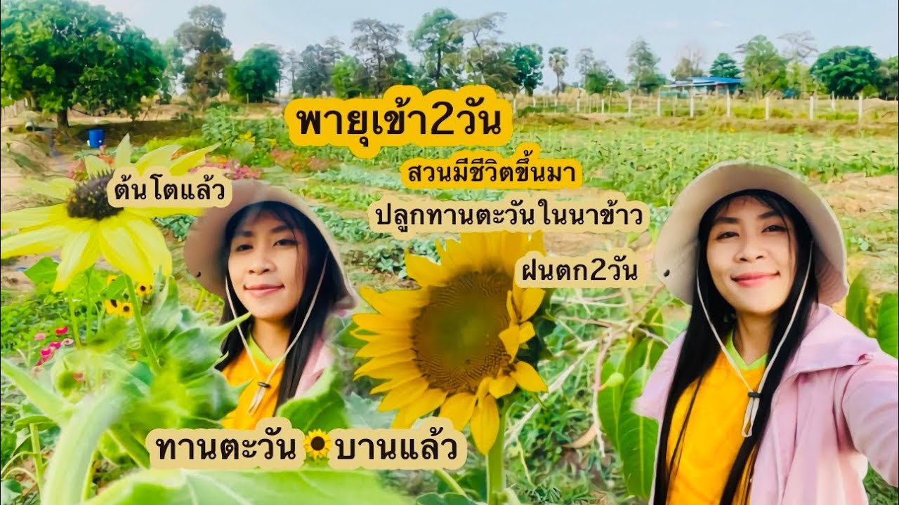 ฝนตก2วันติด บรรยากาศมันดีจริงๆ สวนทุ่งนาเขียวสดชื่นขึ้นเยอะ 