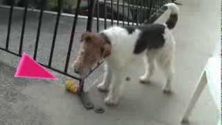 Ben Fox Terrier - trivial pursuit (France 2011) by Ben Foxterrier 2,311 views 11 years ago 1 minute, 33 seconds