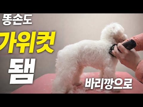 똥손도 가능한 집에서 바리깡으로 가위컷 하는 방법 #강아지셀프미용 Grooming a Maltese "AT Home