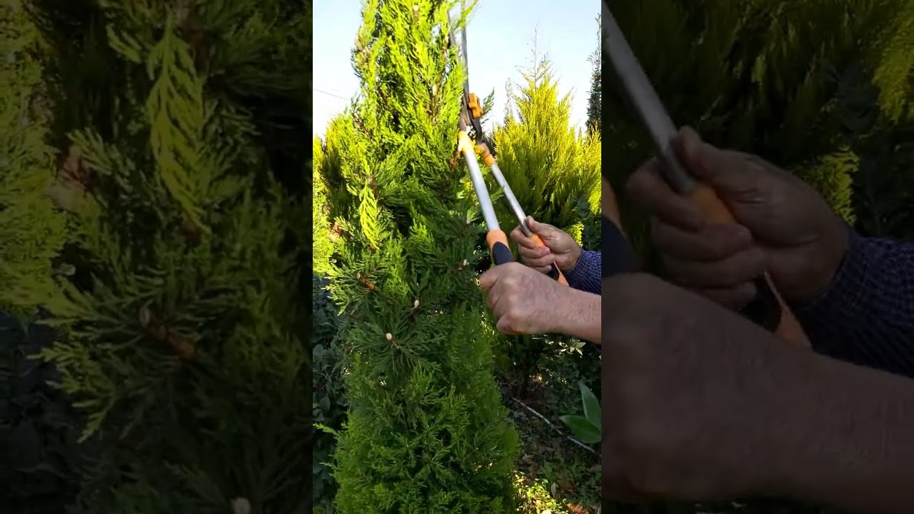 Limonni yolka  budaması