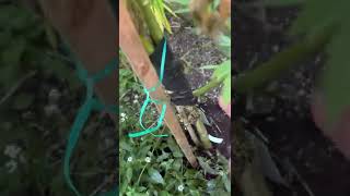 Garden update