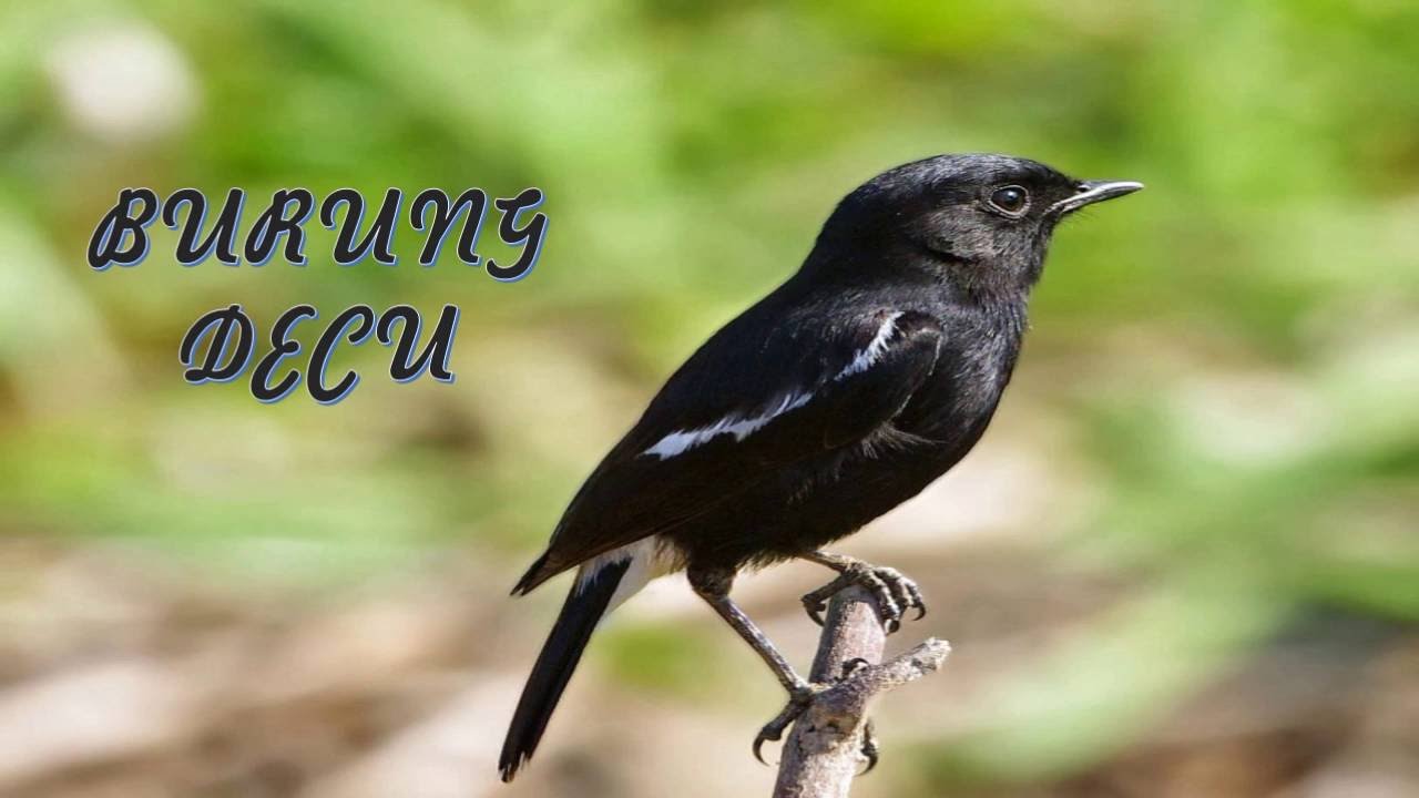 Featured image of post Suara Burung Decu Gacor Burung decu gacor si kacer mini suara merdu bervariasi untuk video kicauan burung terbaru silahkan berlangganan