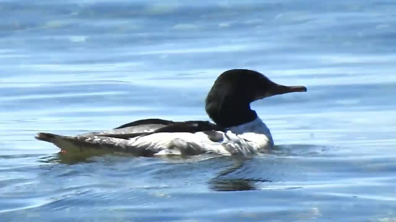 Common Merganser Mergus merganser 普通秋沙鸭 6 11 19 Willingdon Beach 