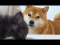 まさかの逆転！子猫が柴犬ママ&amp;パパを圧倒する瞬間。