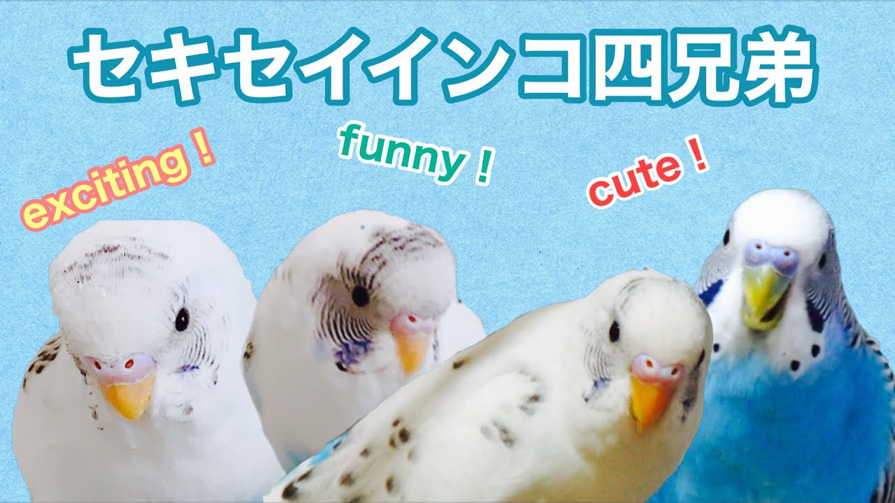 可愛いセキセイインコ 生後10ヶ月になった雛っ子四兄弟 今日も楽しく愉快で賑やかなインコたちの日常をお送りします Youtube