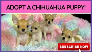 ADOPT A CHIHUAHUA! | SUPER MARCOS VLOGS by Super Marcos 443 views 2 years ago 1 minute, 48 seconds