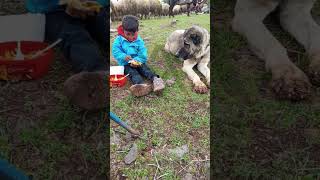 İnsanlık Dersi Veren Küçük Çoban ve Köpeği#taşköprü #kastamonu #animals