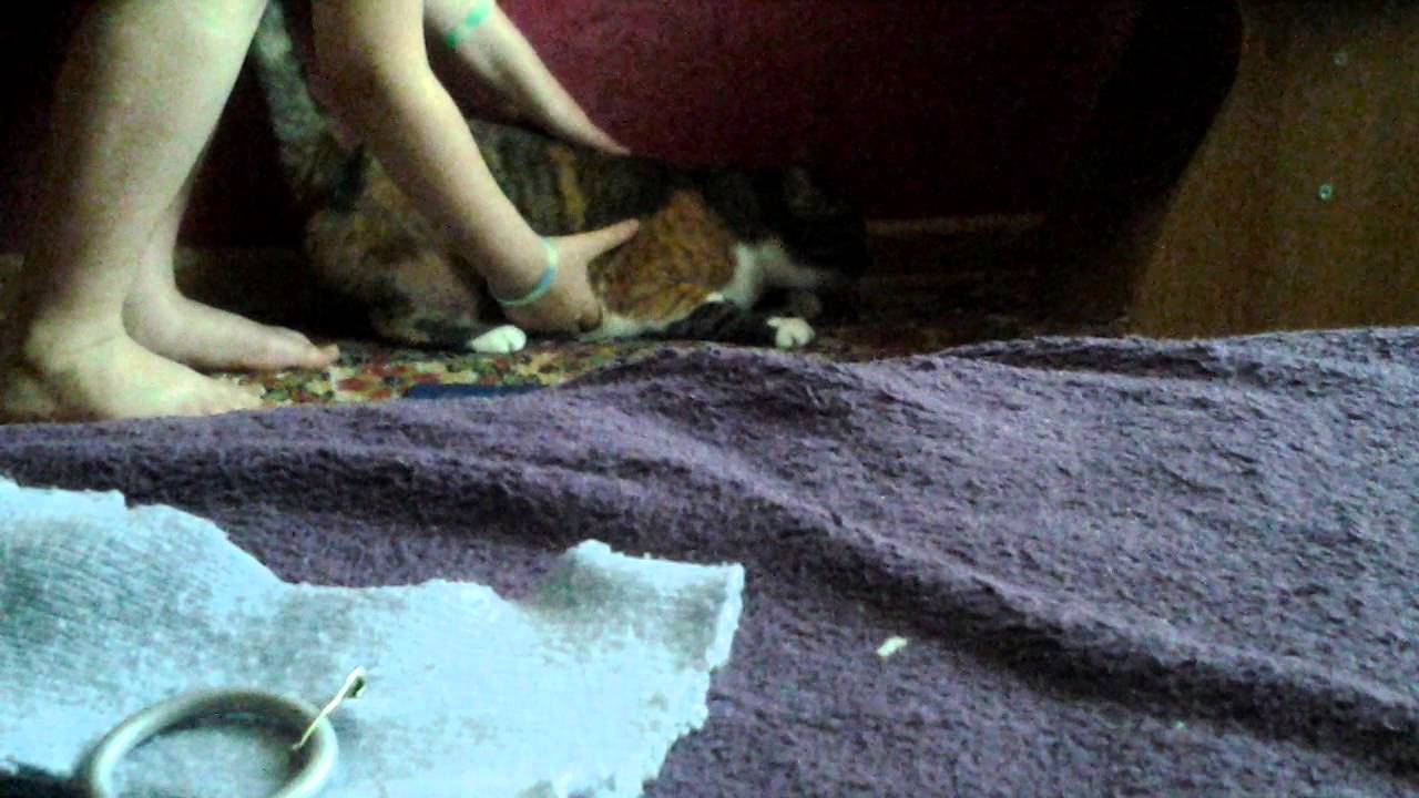 Как сделать шлейку для кошек