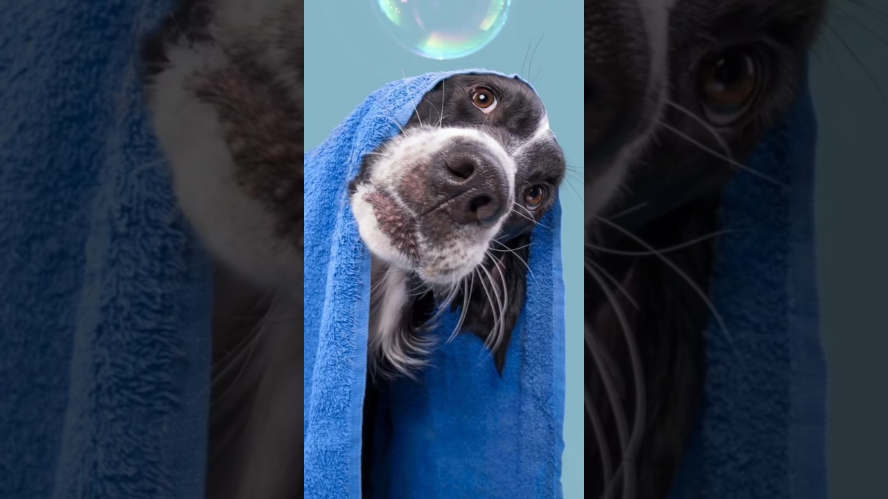 dog health tips, dog health tips 2016, dog health care, Dog health tips #short   #shorts #dog #viral