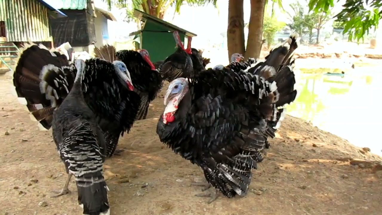 Turkeys arguing, Raising Turkeys Chickens and Ducks together. YouTube