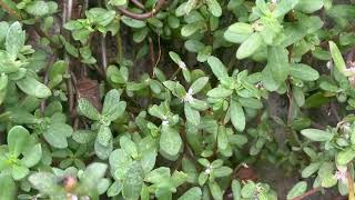 Plant Identification: Video 1 Conducting and recording a field specimen