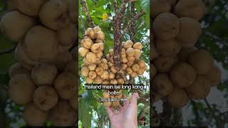 Exploring The Rare Long Kongduku Fruit