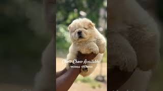 Chow Chow Available #chowchowpuppy #short #puppy #cute #love #mumbai #viralvideo #viralshorts #yt