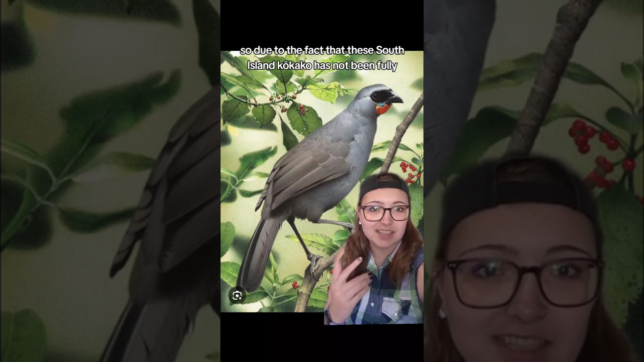 South Island Kōkako