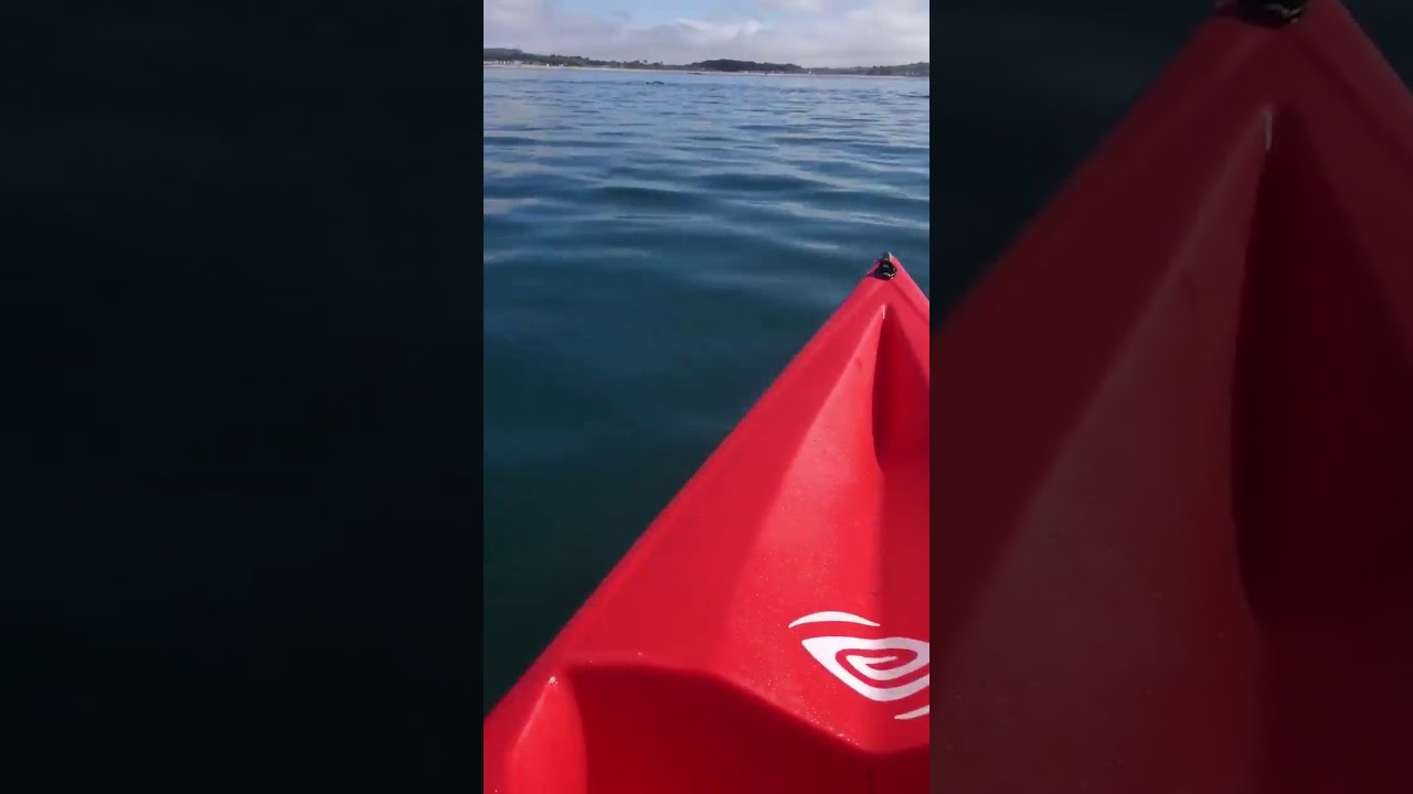 Dolphins in Mount's Bay