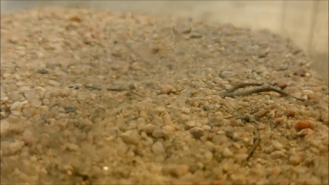 Arañas del género Sicarius enterrandose