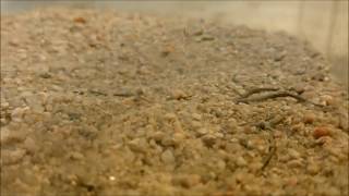 Arañas Del Género Sicarius Enterrandose