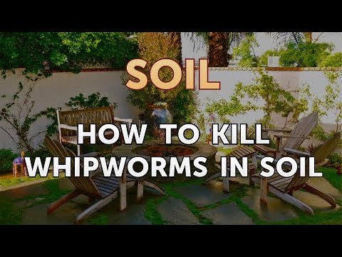 Видео: Whipworms в кучета