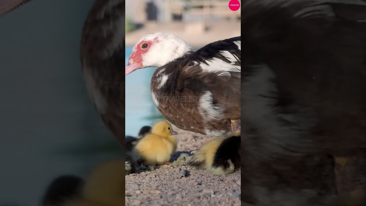 Adorable Ducklings Hatch | and Discover the World for the First Time!