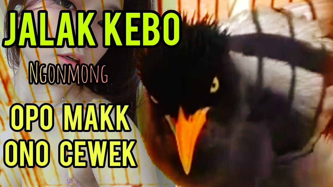 PANCINGAN BURUNG JALAK MALAS BUNYI LANGSUNG BISA NGOMONG