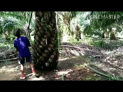 Akibat tinggi nya rotasi panen kelapa sawit - YouTube