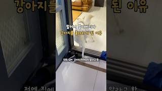 할머니 할아버지가 강아지를 좋아하게 된 이유