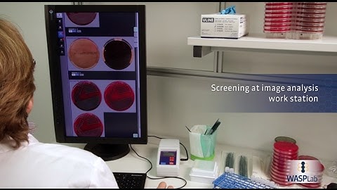 COPAN WASP FLO WASP WASPLab Colibri for Total Lab Automation