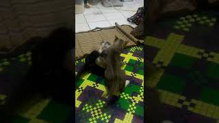 Kucing Buta Bercanda