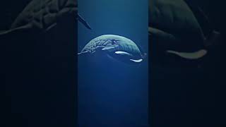 THE BLOOP