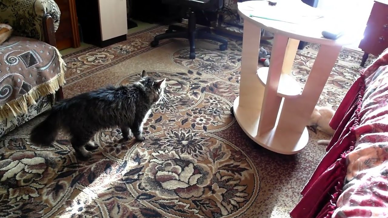 2014.10.25 Лансик (Ланселот) против Персика (Персиваль)