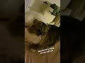 Lâu lâu giả bộ tình cảm với bà già để bả cho quyển sổ đỏ :) #cat #cats #meow #pets #cute #mèo