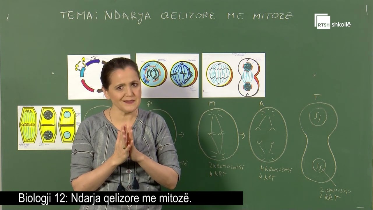 Ndarja qelizore me mitozë| Biologji 12