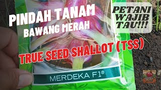 Bawang Merah TSS 1 (Pindah tanam CEPAT Bawang Merah TSS varietas Merdeka F1)