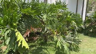 Beautiful Palm with big leaves #palm