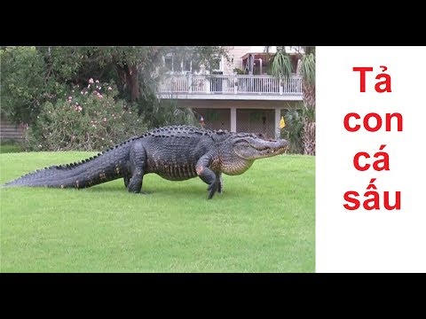 Video Tả con cá sấu trong vườn bách thú | Tập làm văn 4 - Tả... - youtube