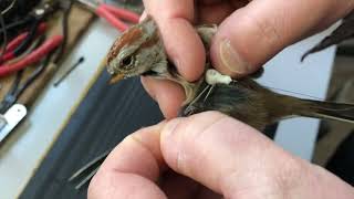 How to Affix Motus Tags using the Figure 8 Leg Loop method How to Affix Motus Tags using the Figure 8 Leg Loop method