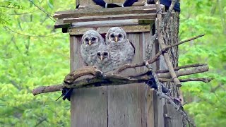 Three Owlets Peek Out Of The Nest Box In Indiana | Wild Birds Unlimited Barred Owl Cam – May 1, 2024