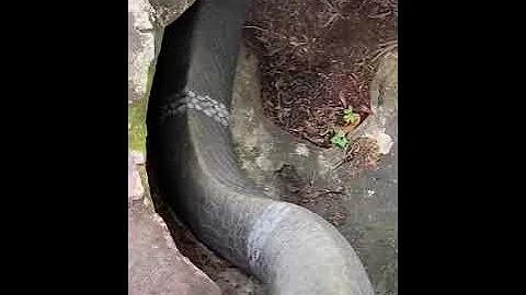 Le plus gros cobra royal du monde #Snakes #Reptiles #shorts #wildlife #viral #tiktok #야생 동물#바이럴#틱톡